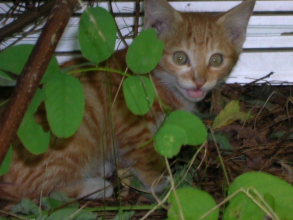 ねこちゃん現れる