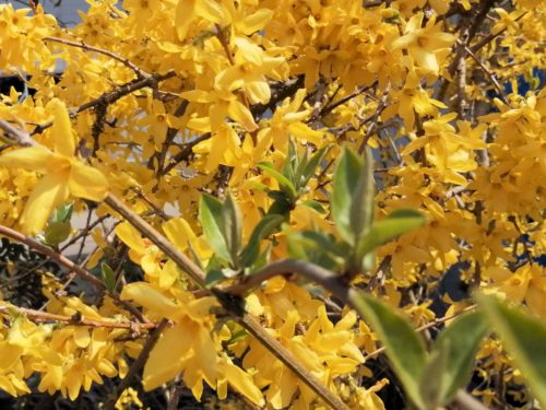 ４月１７日、レンギョウの黄色い花が満開に咲いています。