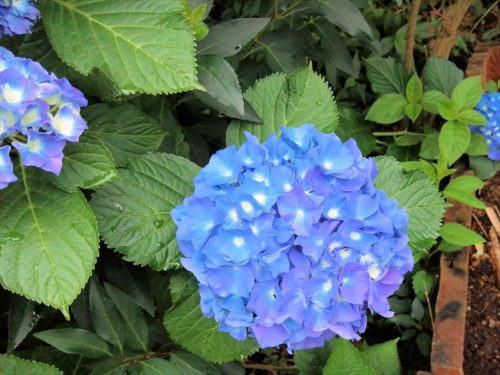 青い花が最高