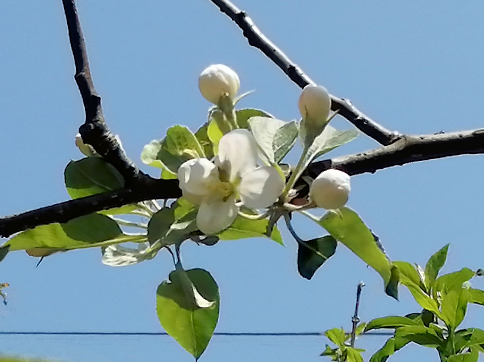 姫リンゴの花