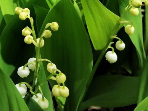 スズランの花は釣鐘のようです。