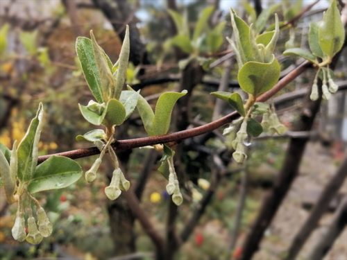 ペンダントライトのように杖だから釣り下がるグミの花のつぼみ