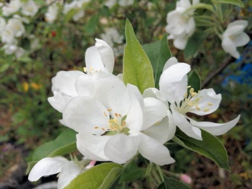 白くて柔らかそうな姫リンゴの花