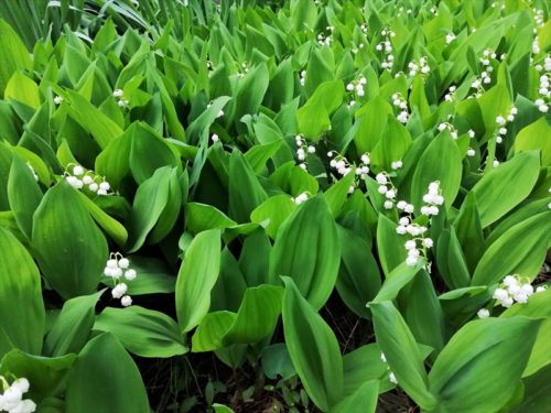 ５月２０日　スズランが満開