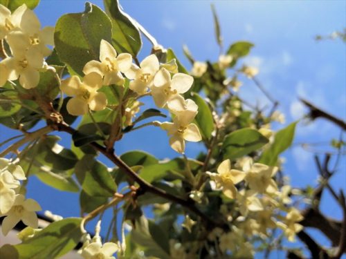 たくさんのグミの花が開いている