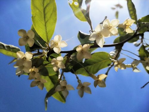 ５月６日グミの花が太陽に照らされ輝いている