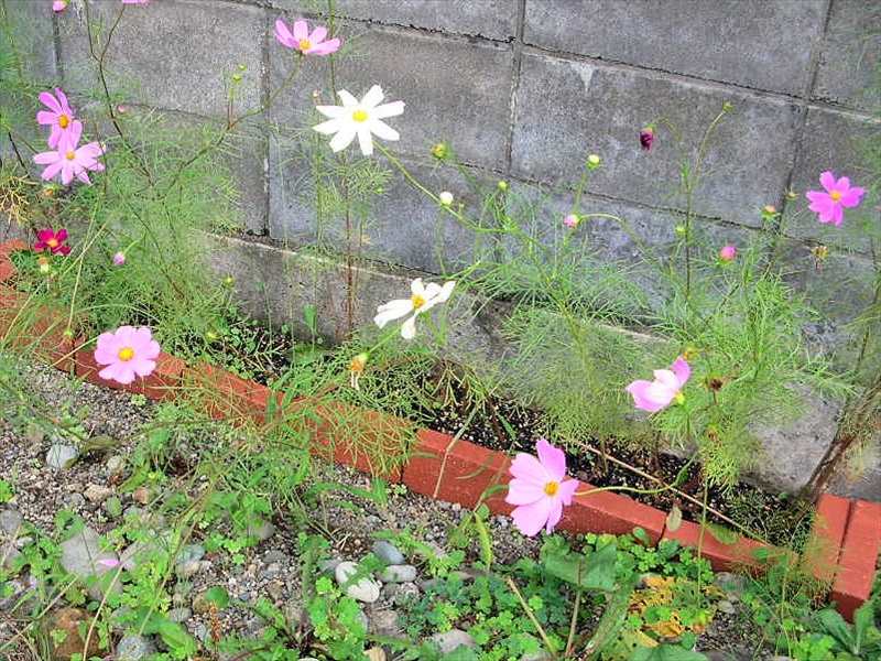 コスモスの花