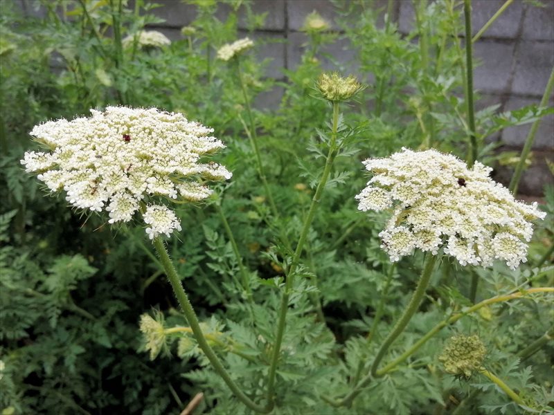 ニンジンの花