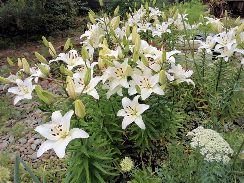 ユリの白い花が満開になった。