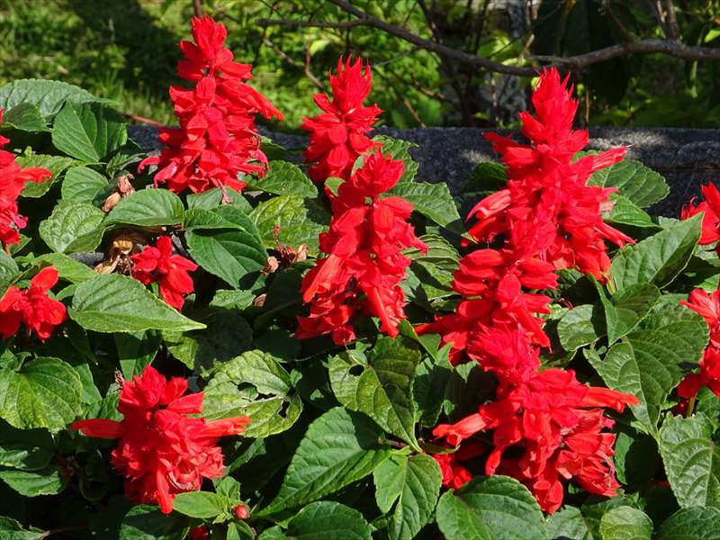 真っ赤なサルビアの花