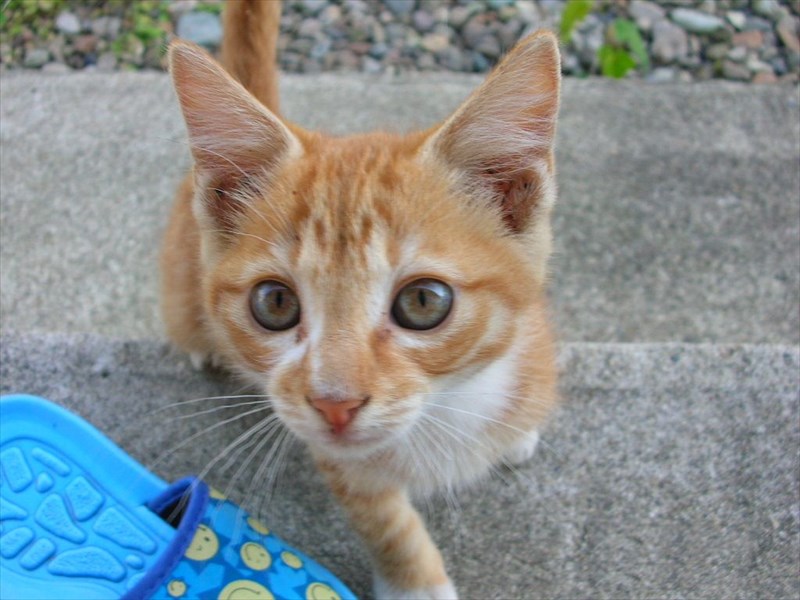 ねこちゃん9月18日