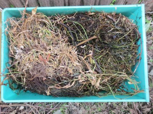 たい肥箱６－枯れ草を入れる