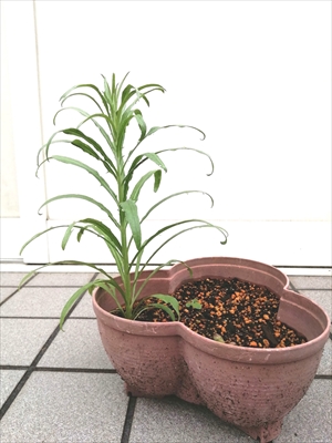 矢車菊７月２０日