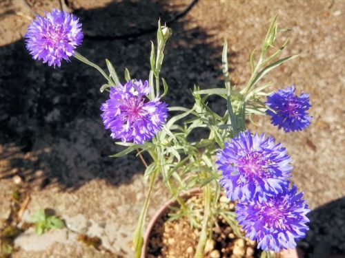 矢車菊９月７日