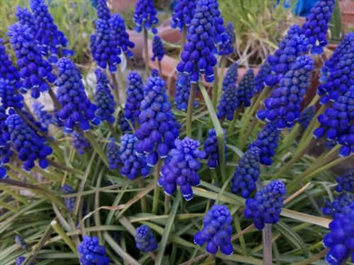 ムスカリ4月27日