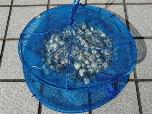 ムスカリ球根をネット入れる