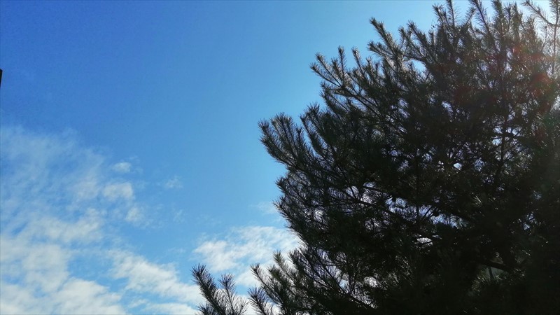 青空と松の木