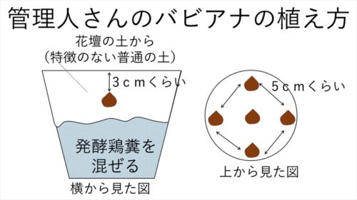 バビアナの植え方