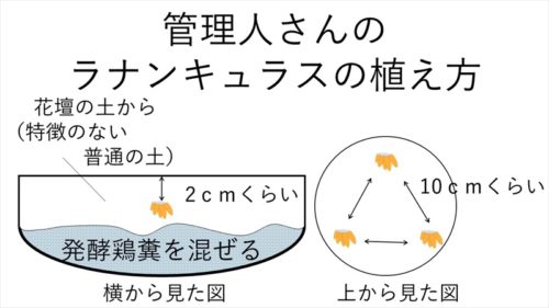 ラナンキュラスの植え方