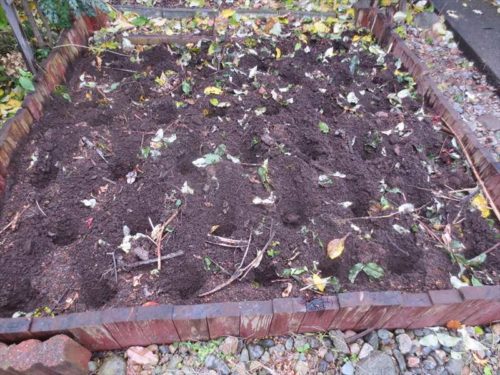 花壇のチューリップを植える穴