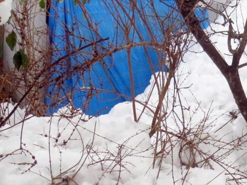 雪から救出したレンギョウ１２月２３日