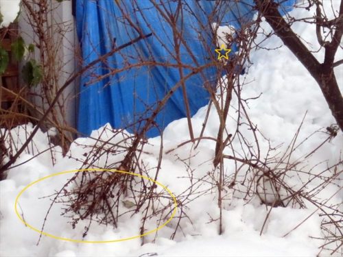 雪で枝が折れそうになったレンギョウ１２月２３日