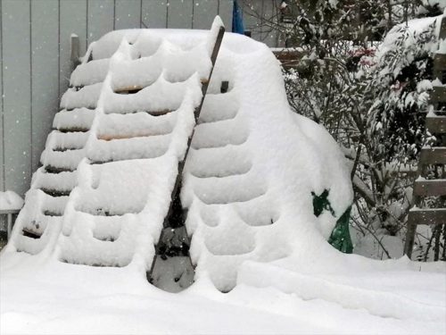 雪囲いしたアジサイ１２月１５日