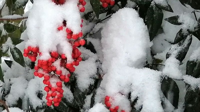 雪の帽子をかぶったナンテン１２月１５日