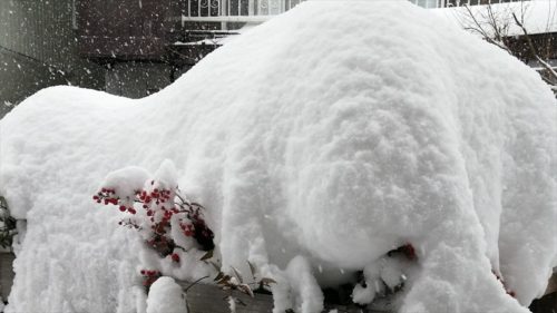 雪が積もったナンテン１２月１６日