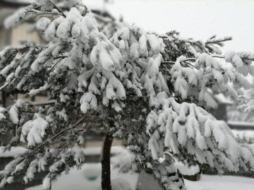 雪の中の松１２月１６日