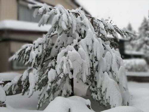雪につぶされそうな松１２月１８日