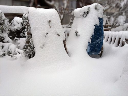 雪に覆われたねこちゃんの庭１２月１７日