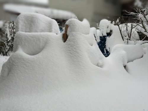 雪に覆われるねこちゃんの庭