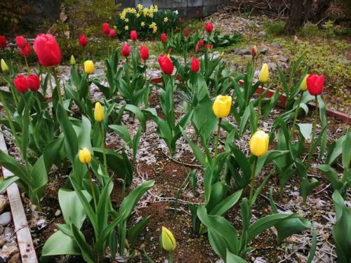春のねこちゃんの庭４月２９日
