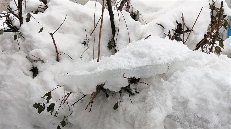 屋根からグミの木に落ちた氷１月１６日