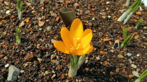 今年最初に咲いたクロッカス3月26日