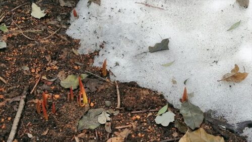 雪の間から芽を出したチューリップ３月２６日