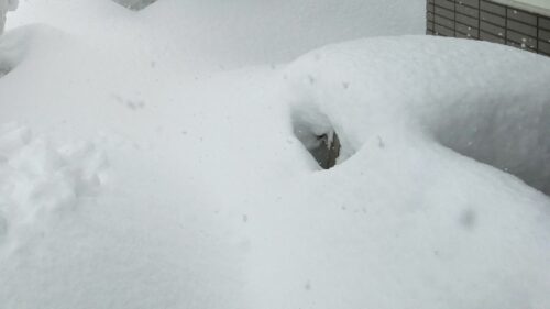 ２月４日雪に埋まっているクロッカス