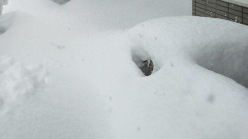 2月4日雪に埋まっているクロッカス
