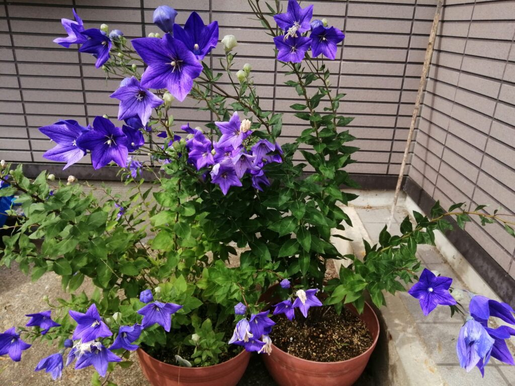 ききょう