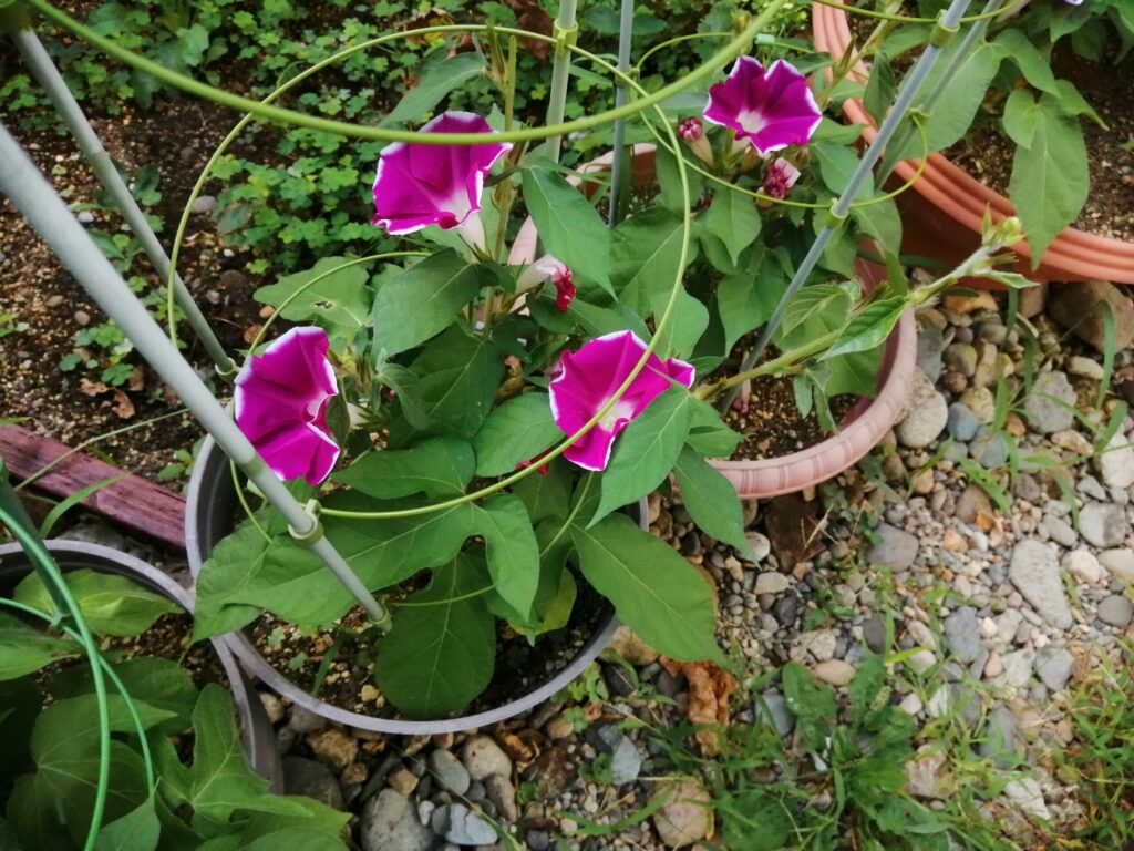 遅咲きの朝顔