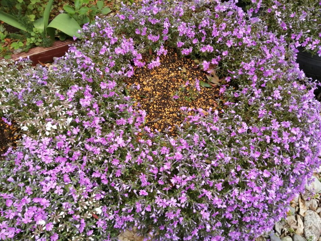 芝桜