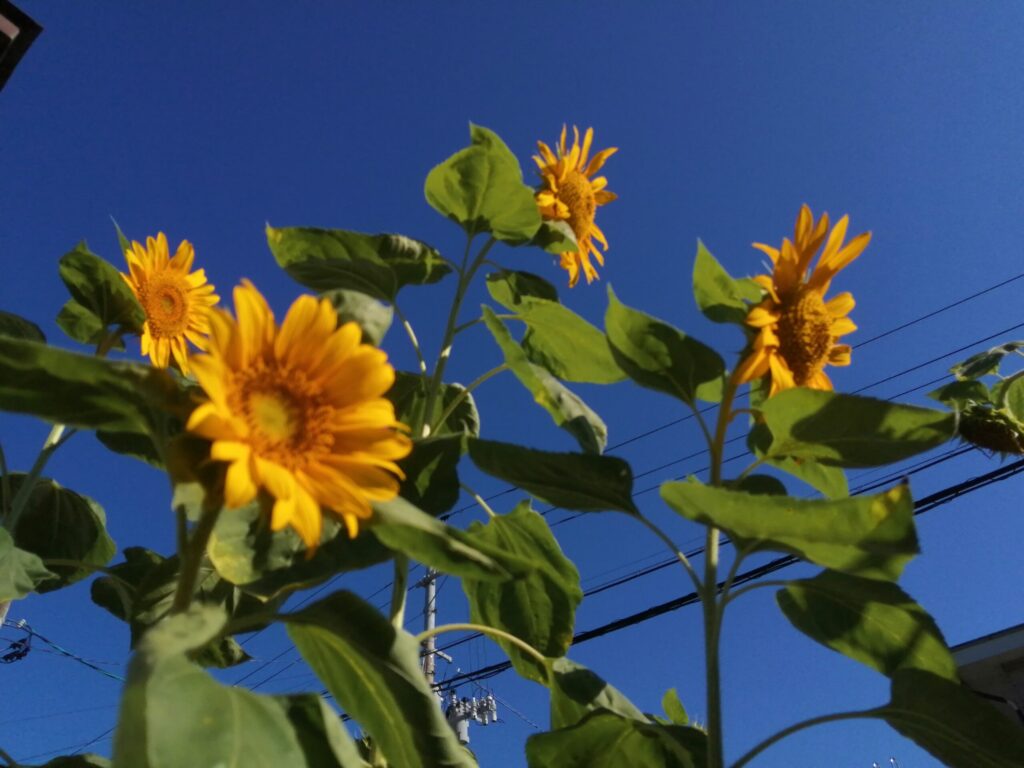 ひまわり